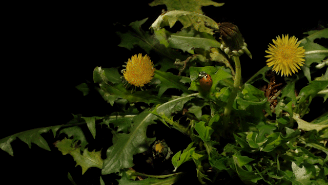 dandelions with ladybug