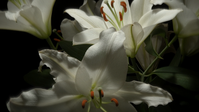 White Lily Fly