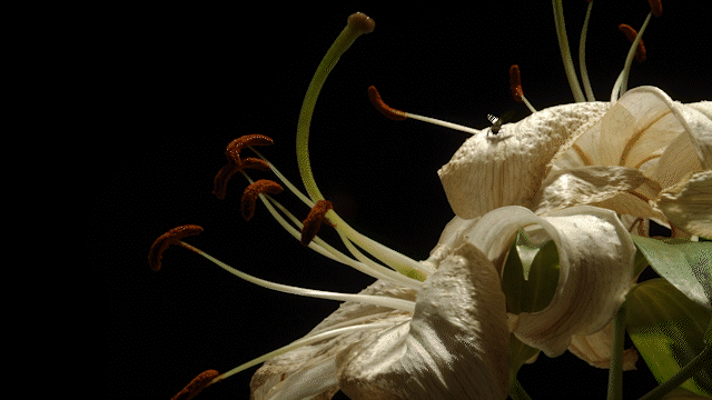 faded white  lily with fly