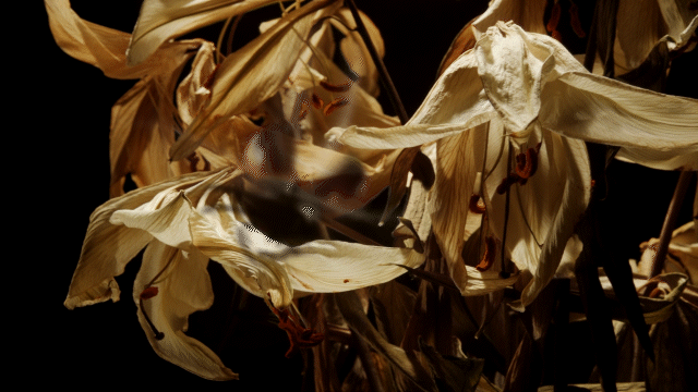 old white lilies with ladybug mid flight