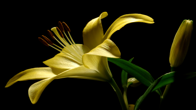 yellow lily